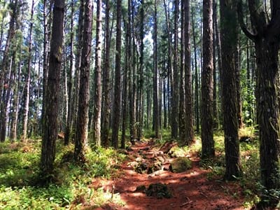 Rando randonnée trek trekking montagne sommet pic mont Mokoto Rikitea Mangareva Gambier Polynésie française