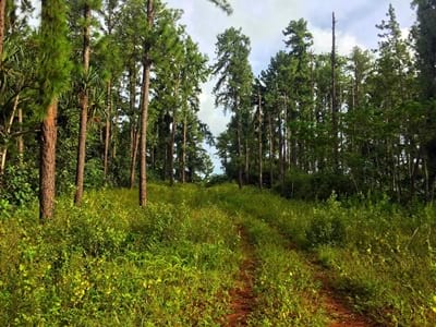 Rando randonnée trek trekking montagne sommet pic plateau mont Temehani Raiatea Polynésie française
