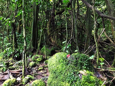 Rando randonnée trek trekking montagne vallée 3 trois cascades Raiatea Polynésie française