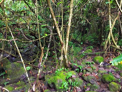 Rando randonnée trek trekking montagne vallée 3 trois cascades Raiatea rivière