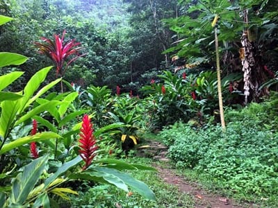 Rando randonnée trek trekking montagne cascade Vaioro Afareaitu Moorea Polynésie française
