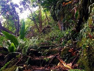 Rando randonnée trek trekking montagne sommet pic traversière col Vaiare port trois pinus Opunohu belvédère Moorea Polynésie française