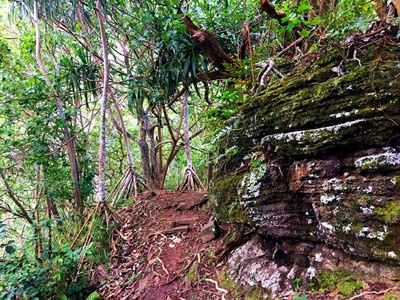 Rando randonnée trek trekking montagne sommet pic traversière col Vaiare port trois pinus Opunohu belvédère Moorea Polynésie française
