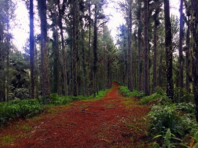 Rando randonnée trek trekking montagne parc cascade jardins d'eau Vaipahi Tahiti Mataiea Papeari Polynésie française