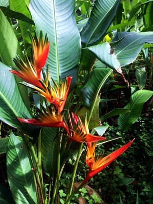Rando randonnée trek trekking montagne vallée Fara'ura Faraura cascade Hitiaa Tahiti fleur oiseau de paradis Polynésie française