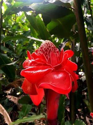 Rando randonnée trek trekking montagne vallée Fara'ura Faraura cascade Hitiaa Tahiti fleur rose de porcelaine Polynésie française