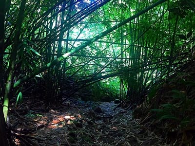 Rando randonnée trek trekking montagne vallée Onohea Tahiti Tiarei bambou Polynésie française